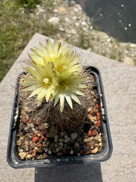 Turbinicarpus pseudomacrochele